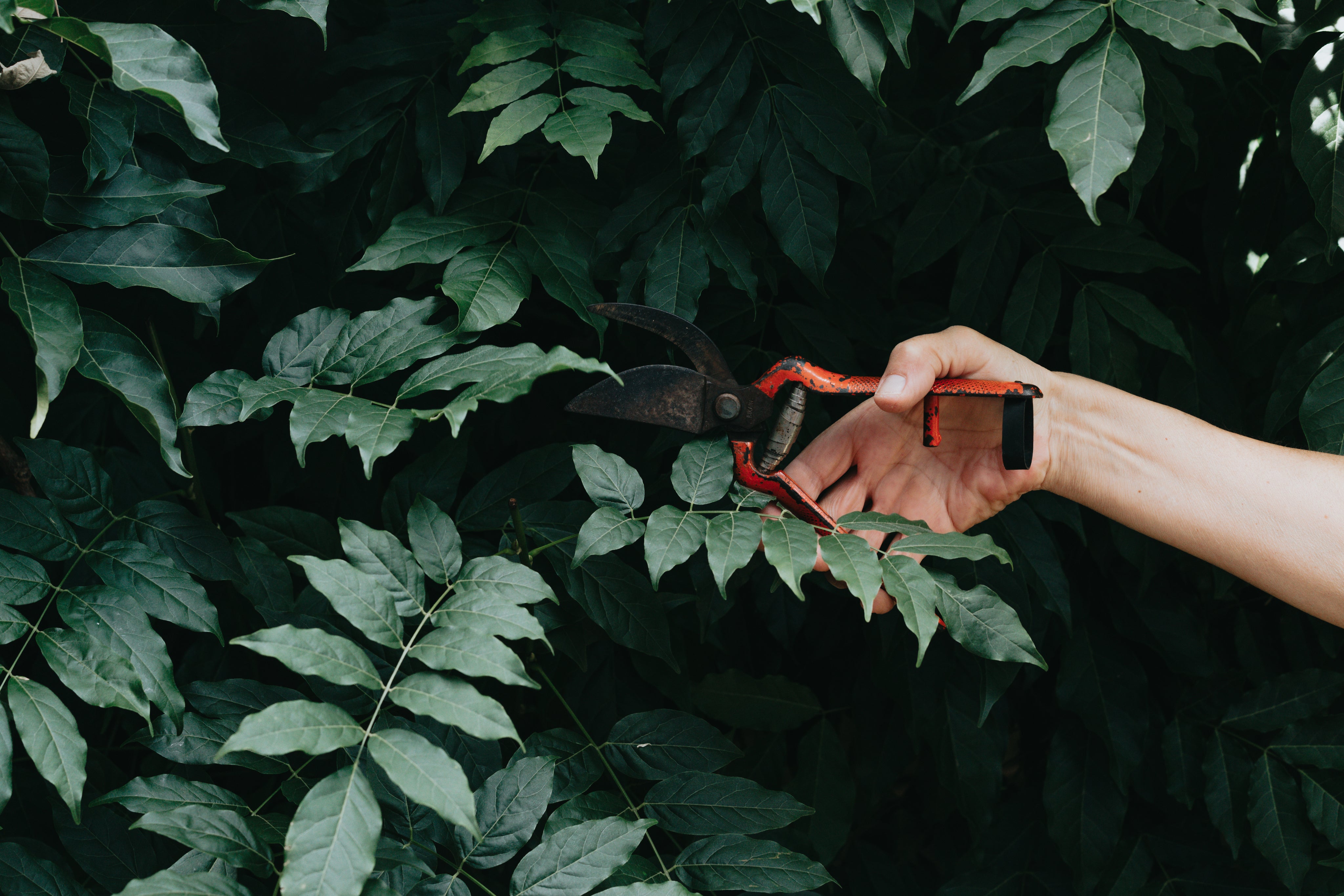 person-holds-a-gardening-pruner-towards-a-lush-tree
